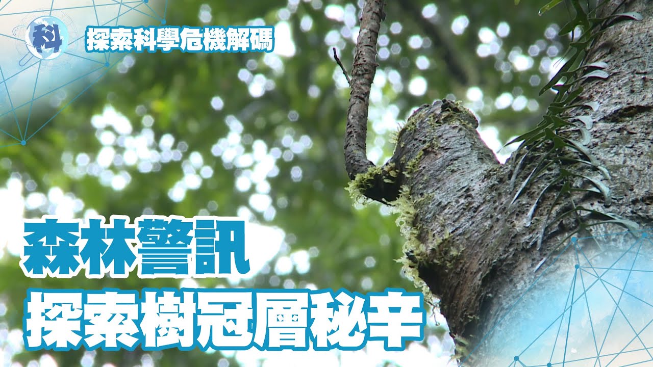 森林警訊！探索樹冠層秘辛【探索科學危機解碼 】EP1-1