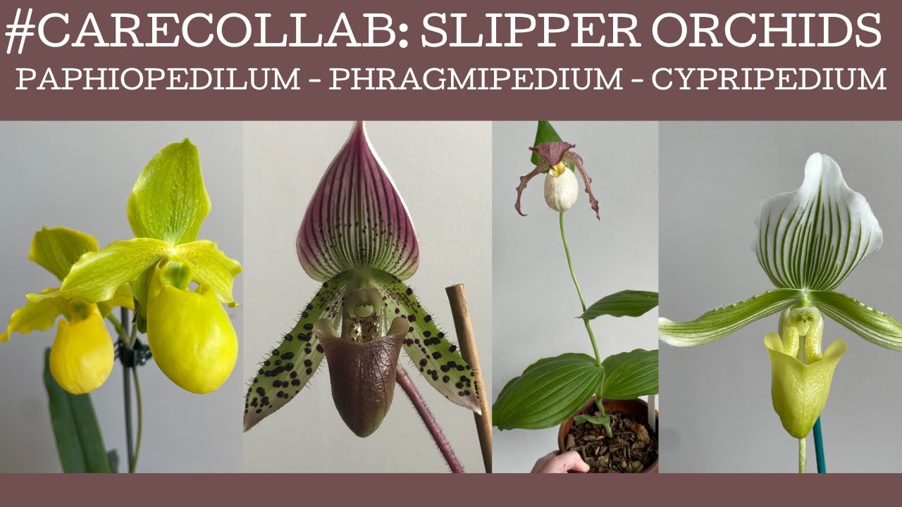 #carecollab How to grow Slipper orchids!