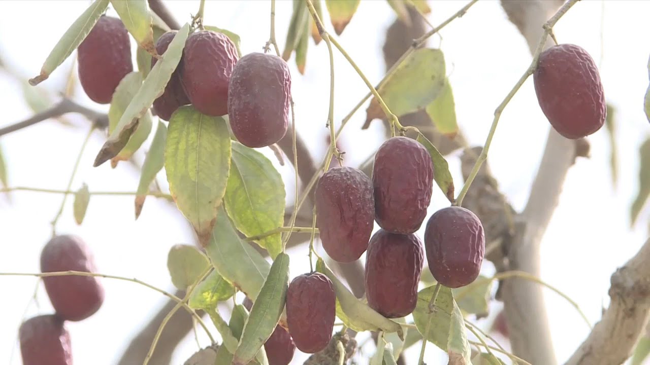 GLOBALink | Xinjiang farmers see bumper date harvest in China's largest desert