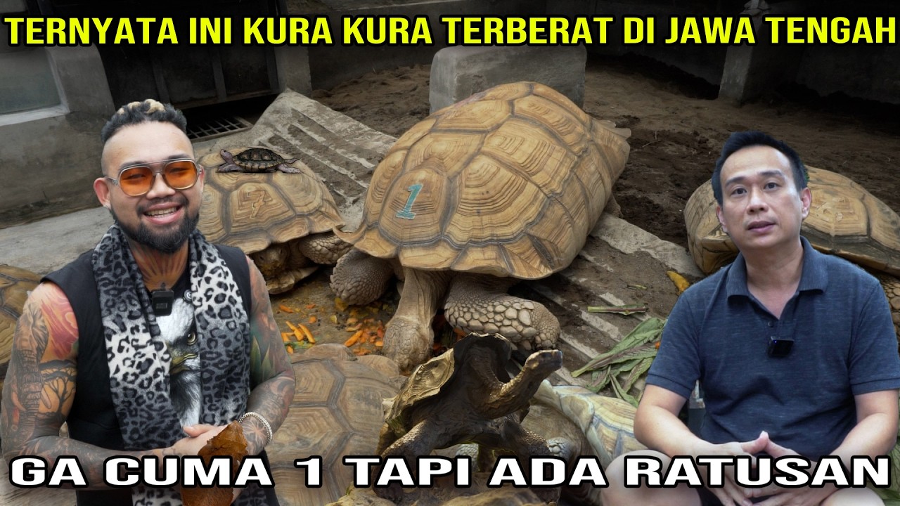 TERNYATA INI KURA KURA TERBESAR DI JAWA TENGAH, GA CUMA 1 TAPI ADA RATUSAN #AudreyA #KINGOFTHEJUNGLE