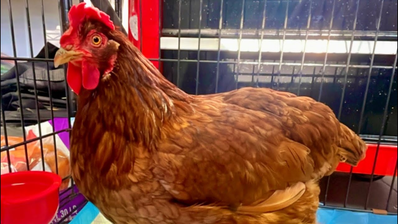 My Chicken has Water Belly - What I Did to Help Her Feel Better