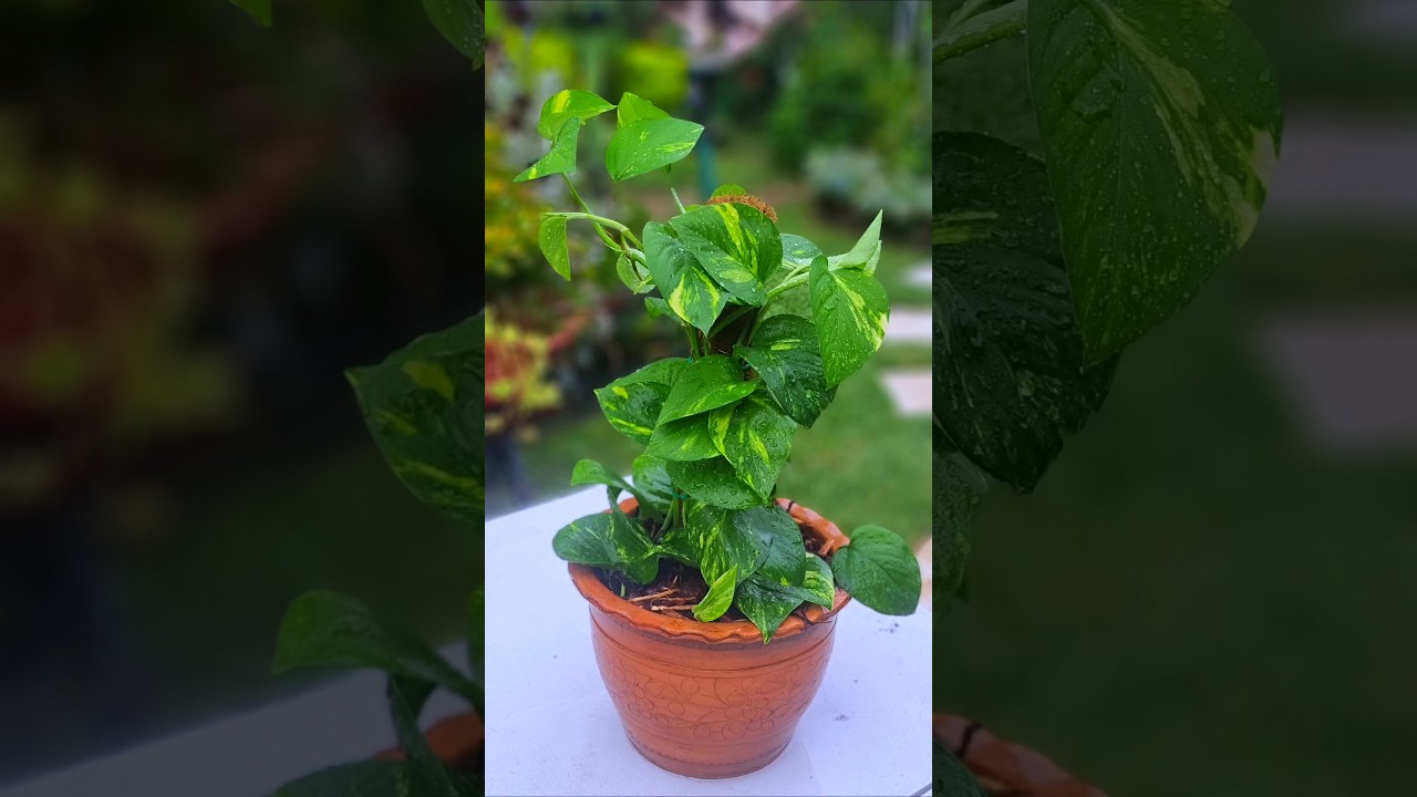 How to Repot a Pothos Plant  #pothosplant   #shorts