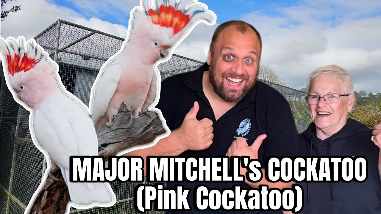 COCKATOO BREEDING at Sky Bird Aviaries ***Part 2 (MAJOR MITCHELL’s) Pink Cockatoo 