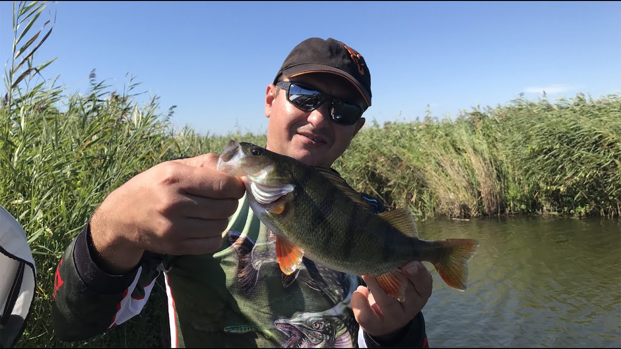 Bass fishing in the Danube Delta. La pescuit de biban in Delta Dunarii.