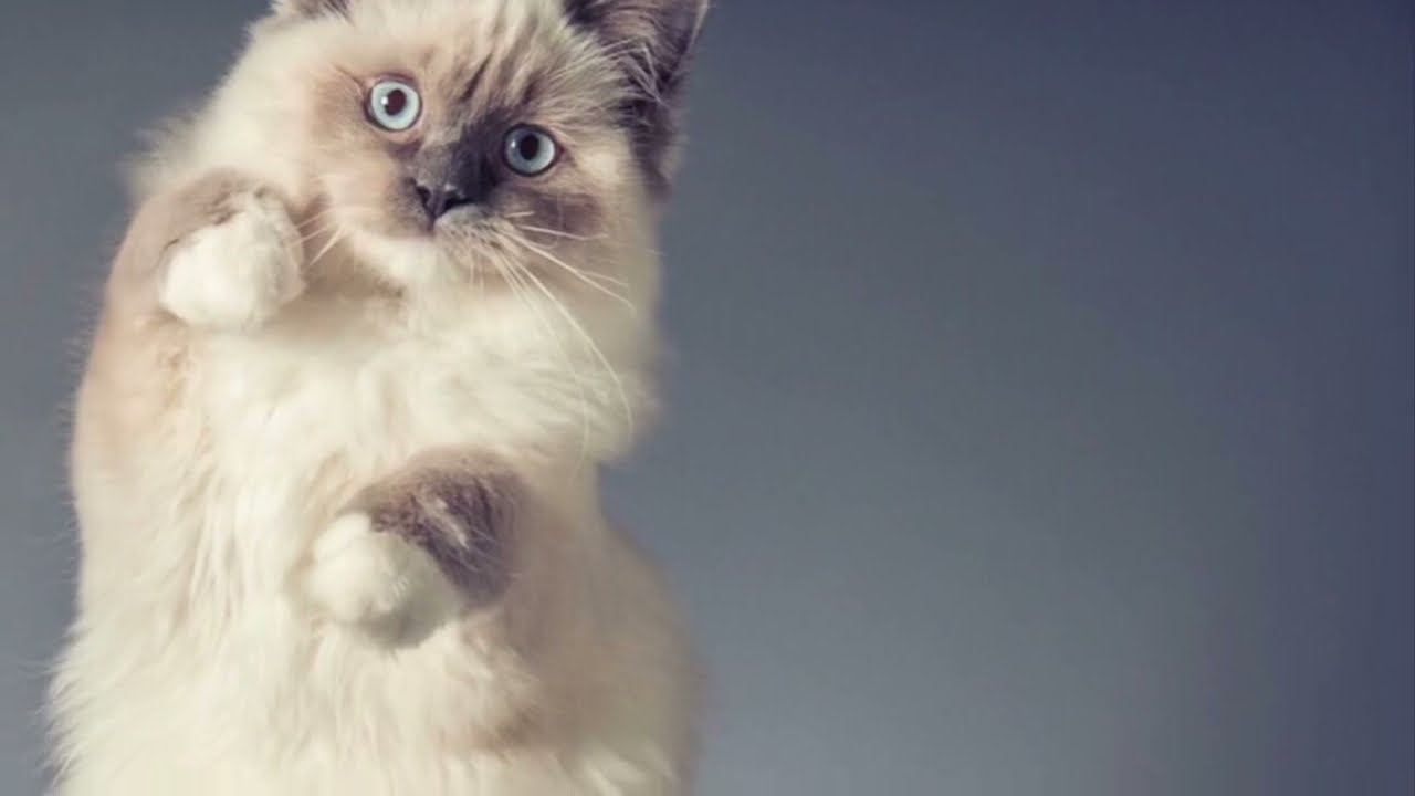 Dity the Mitted Blue Ragdoll