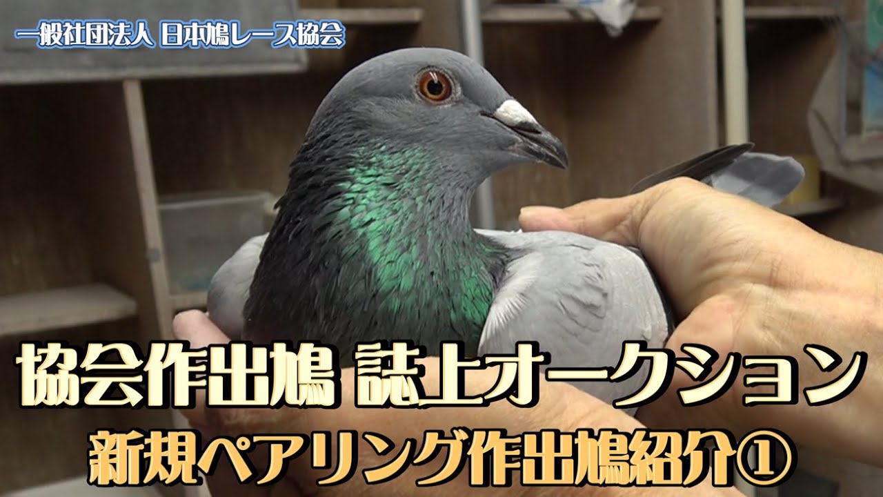 協会作出鳩 誌上オークション 新規ペアリング紹介①
