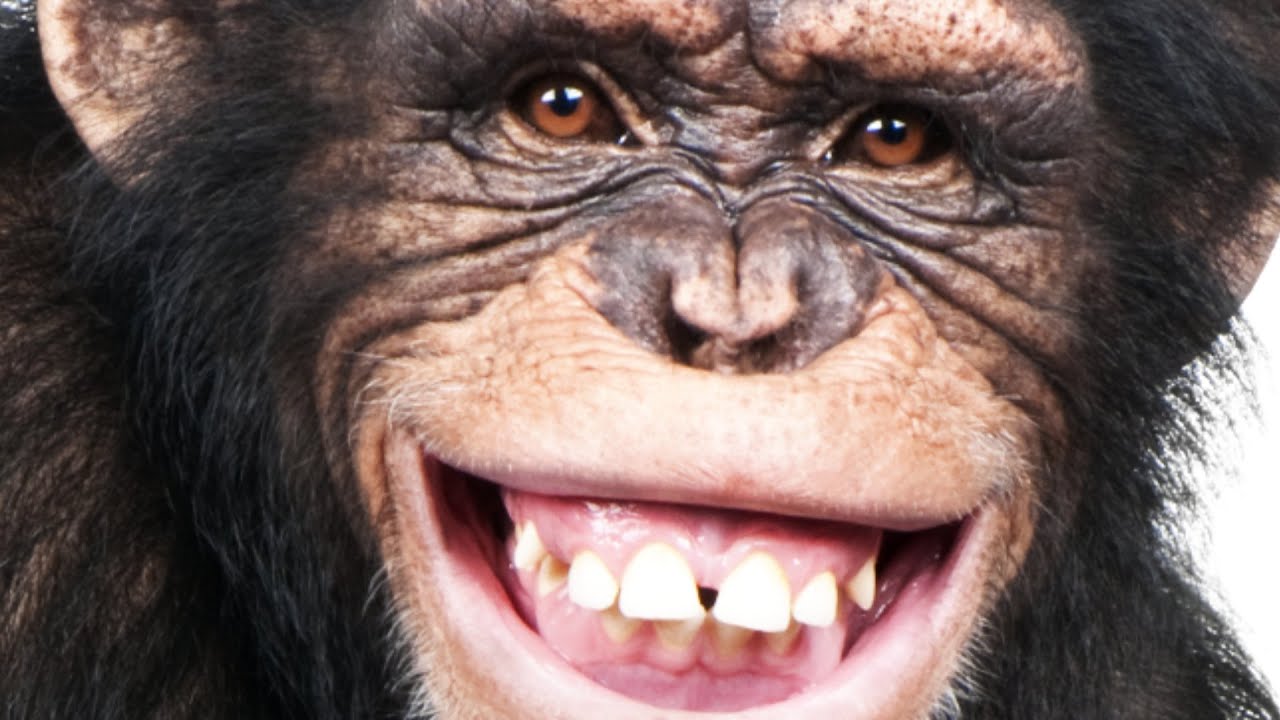5 MINUTES AVEC UN CHIMPANZÉ