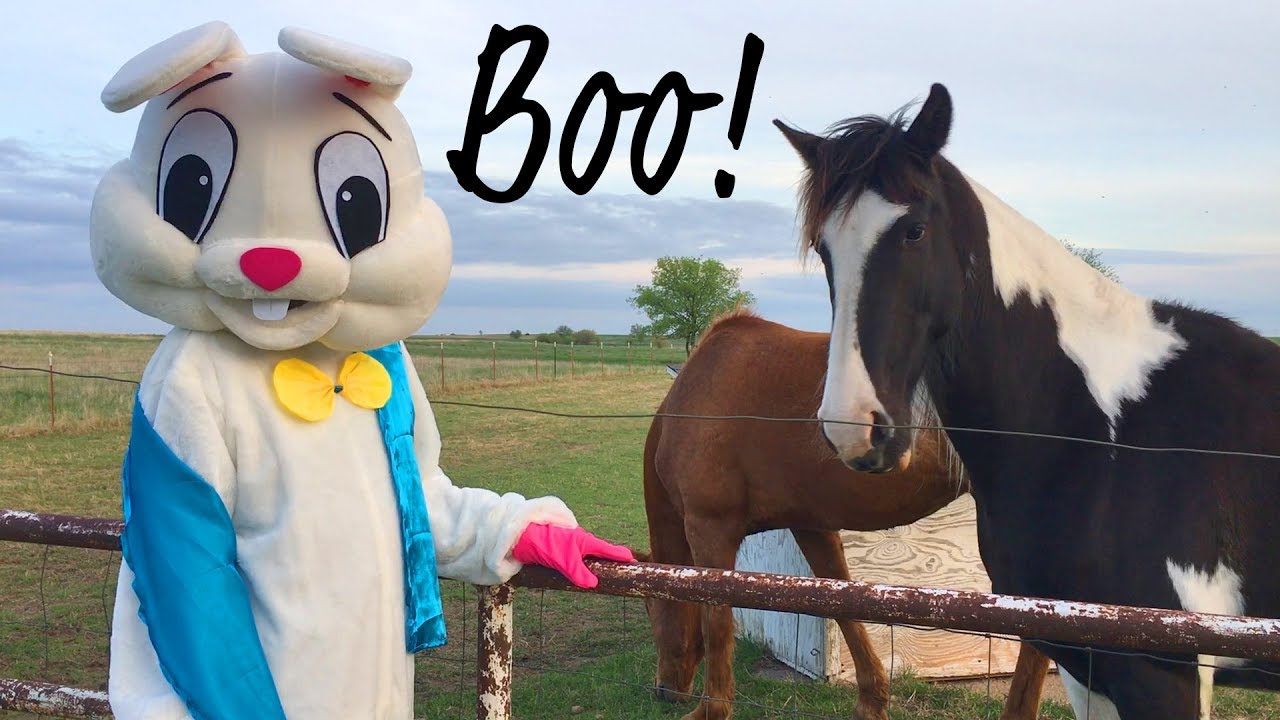 Desensitizing Our Homestead Animals with a Scary Bunny Suit