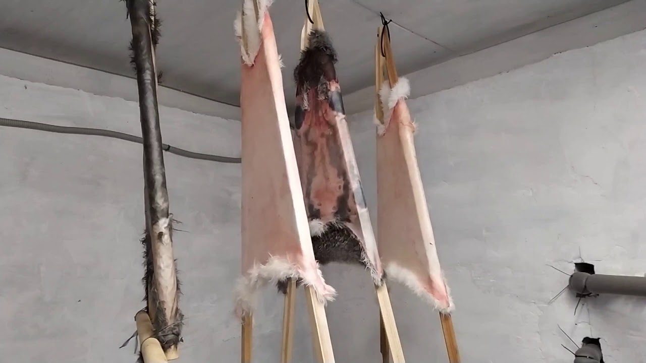 Выделка кроличьих шкурок своими руками. Часть 1.