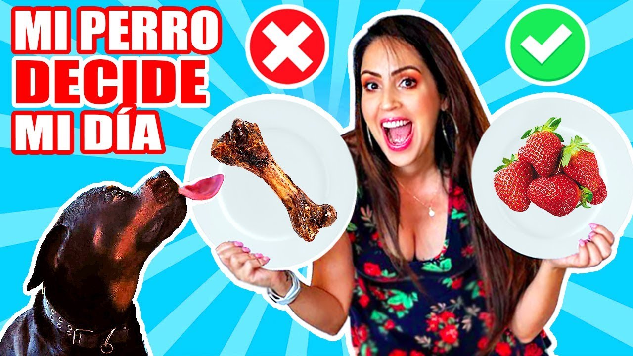 MI PERRO DECIDE MI D&Iacute;A 😱 Ropa, Comida, Juegos OMG 😅Reto Sandra Cires Art