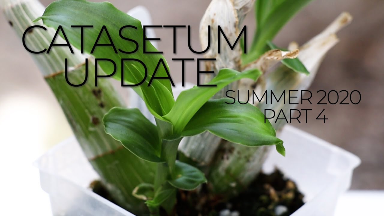 Sphagnum Moss Setup and More Catasetums - Summer 2020 Catasetum Update Part 4 -