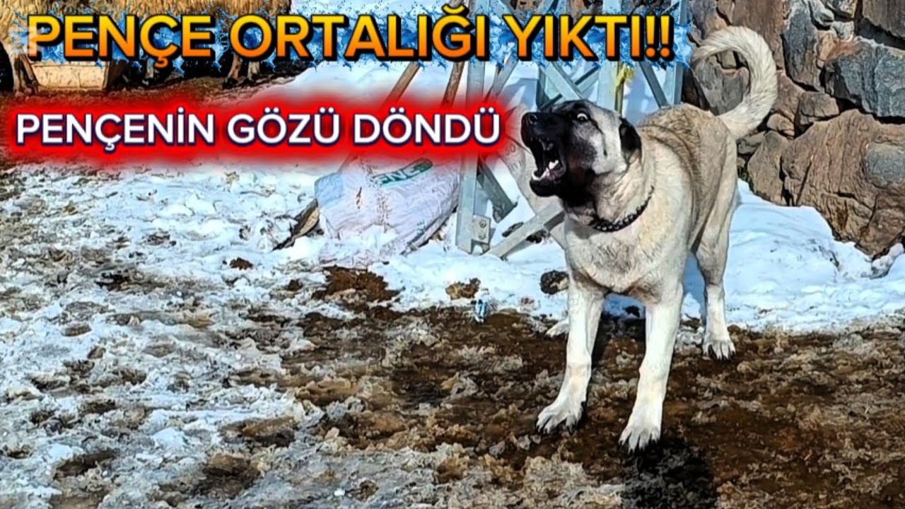 DUMAN OĞLU PENÇE ORTALIĞI YIKTI GEÇTİ !!! PENÇE ÖFKESİNE HAKİM OLAMIYOR...#DUMAN#PENÇE#kangal#wolf 