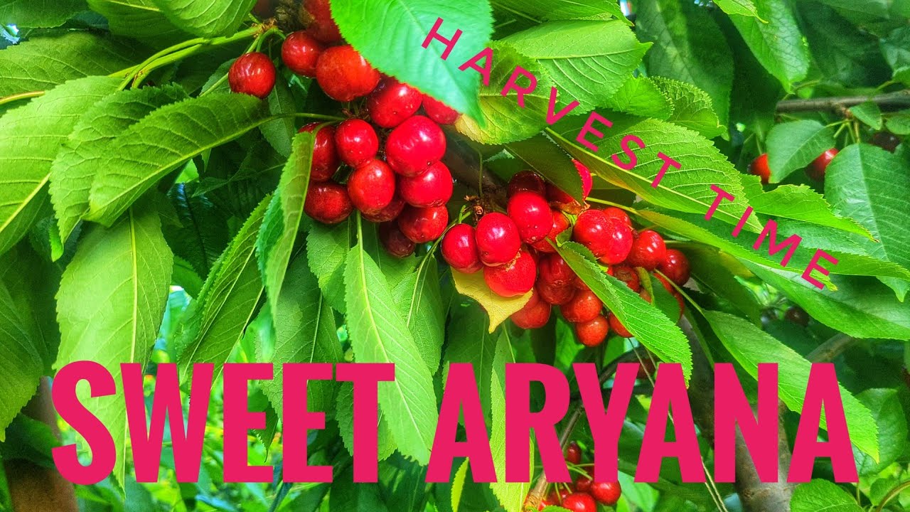 Sweet Aryana σε Μονόκλωνο σύστημα. Υποκείμενο Gisela 6.