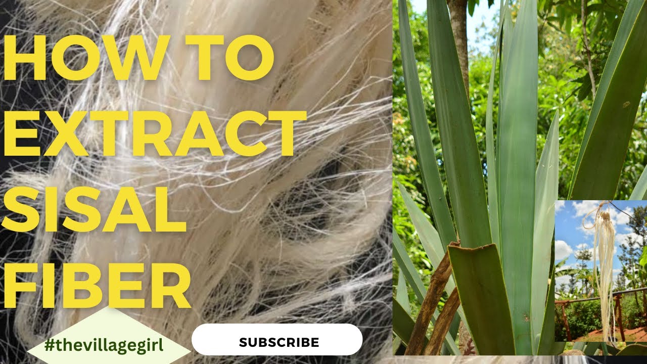 How To Extract Sisal Fiber