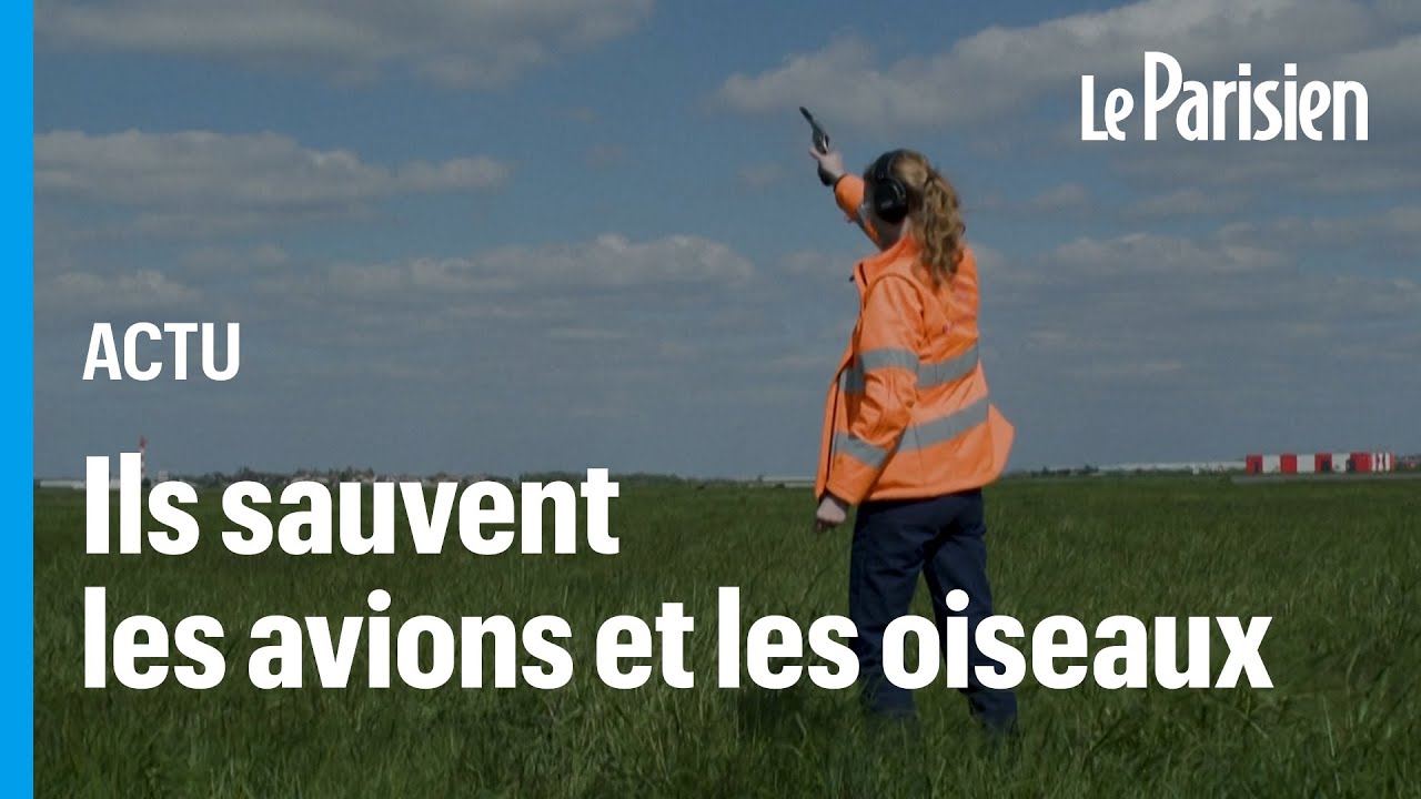 &laquo;Sans nous il y aurait plus de collisions&raquo;: les effaroucheurs d'Orly garants de la s&eacute;curit&eacute; a&eacute;rienne