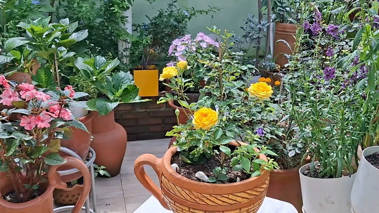 ELAS transformaram meu jardim em um espaço colorido e com muita luz/comprei vasos novas 