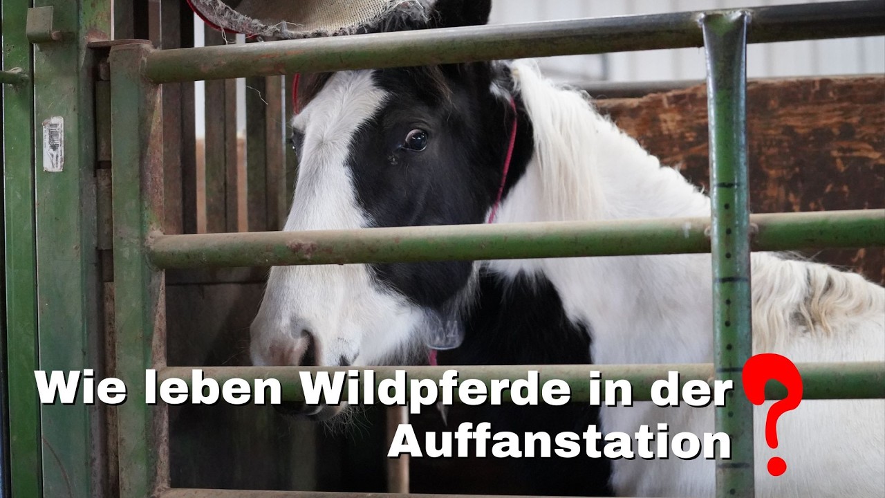 Wir geben Dir einen Einblick in das Leben der Mustangs in der Auffangstation in Burns