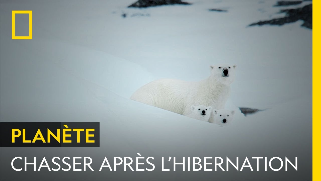Un ours polaire se réveille après des mois d'hibernation