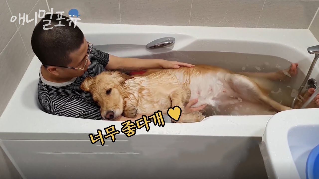 귀여워서 심쿵! 자기가 아기인 줄 아는 대형견 골든 리트리버 ㅋㅋㅋ｜KBS 무한리필 샐러드 200508 방송