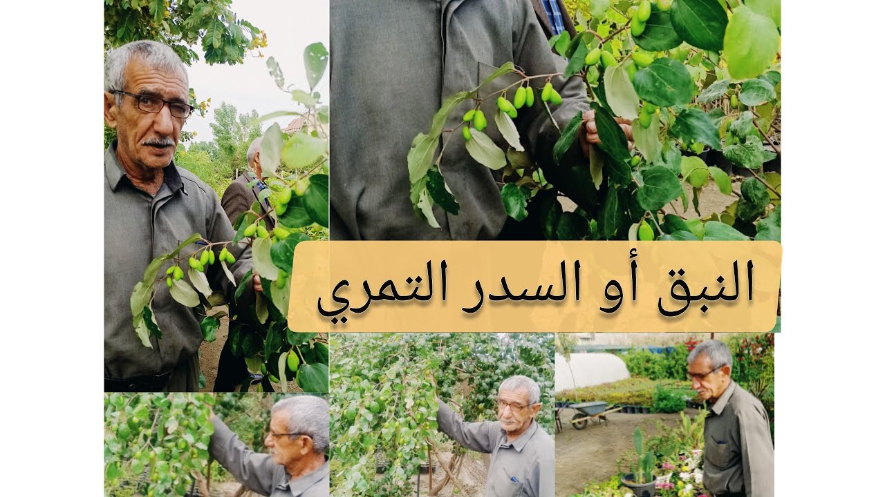 النبق التمري أو السدر التمري نوع جديد بمواصفات مميزة جدا يختلف عن التفاحي والزيتوني والعرموطي ...