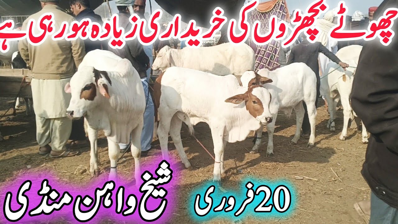 Sheikwahan COW Mandi | Chote Zero Size Khubsurat Fancy Nukra Gulabi Ablak Barhaman Cholistani Bachre