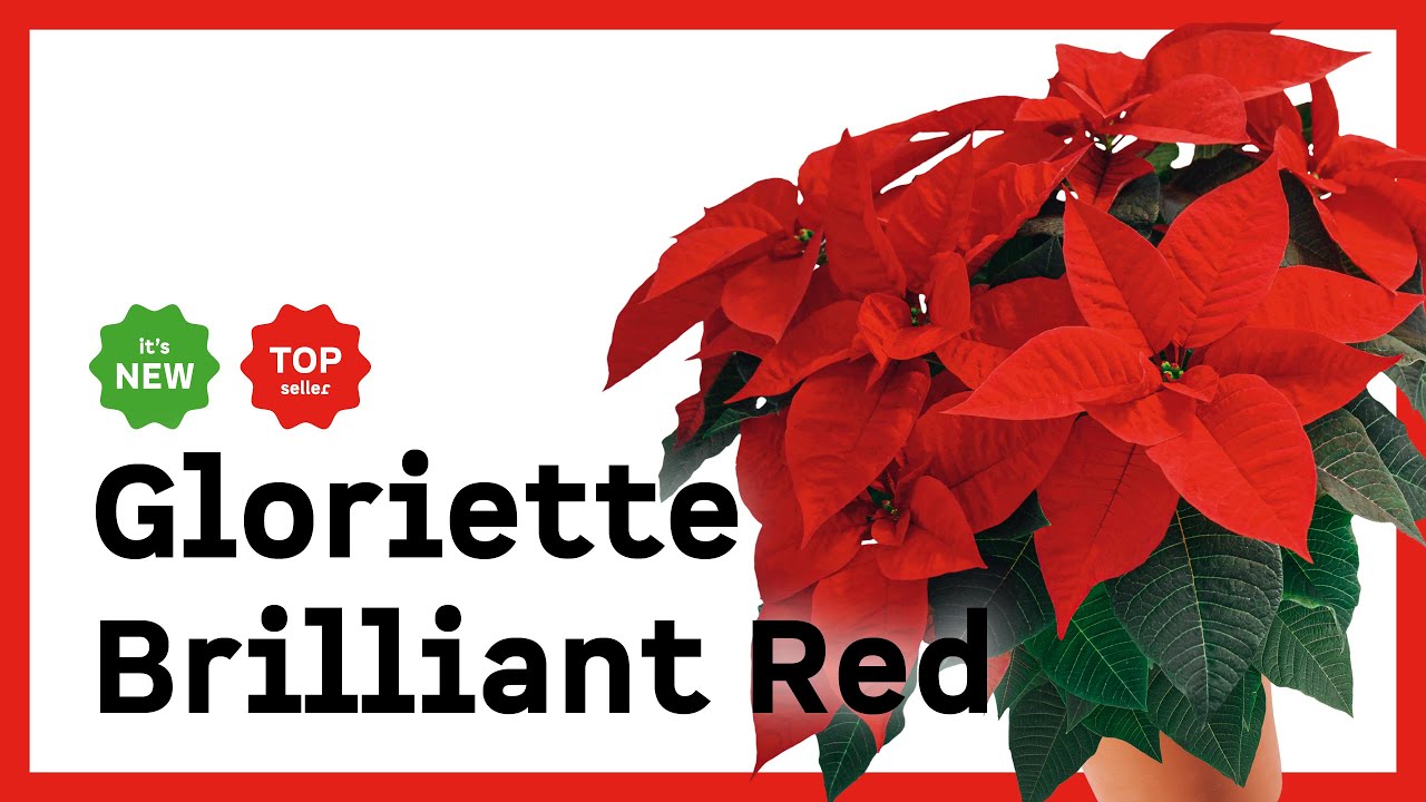 Poinsettia: Gloriette Brilliant Red &ndash; EN