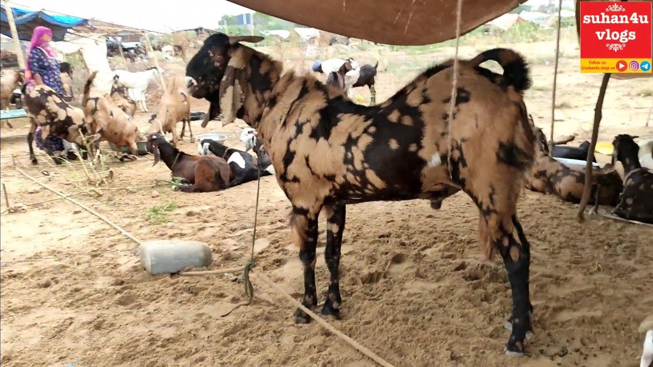 #Jodhpur Bakra Mandi 2022 Update |Video - 03|