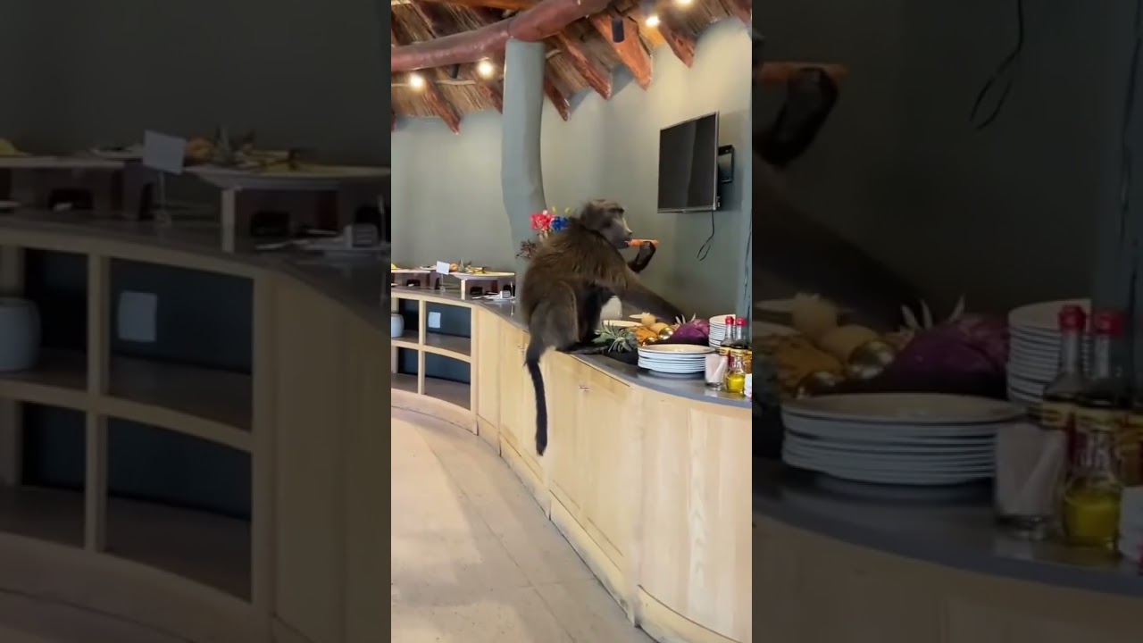 Baboon joins breakfast in Cape Town, South Africa