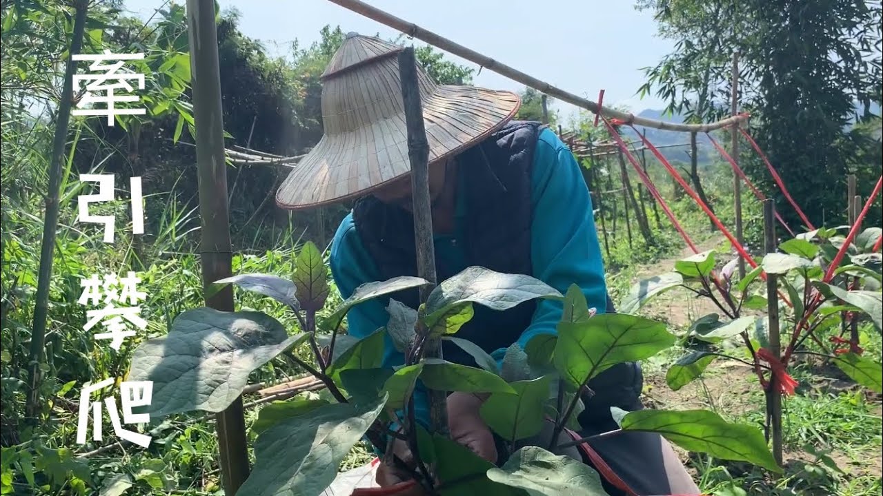 【青茄子與紫茄子】茄子農専業户是怎麼樣把茄子～牽引攀爬與摘心促進高產