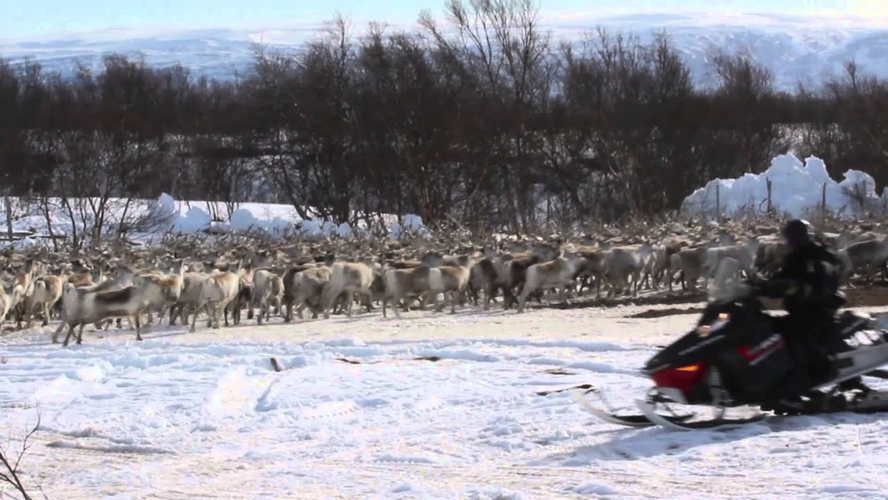Reindeer herding in Arctic Norway