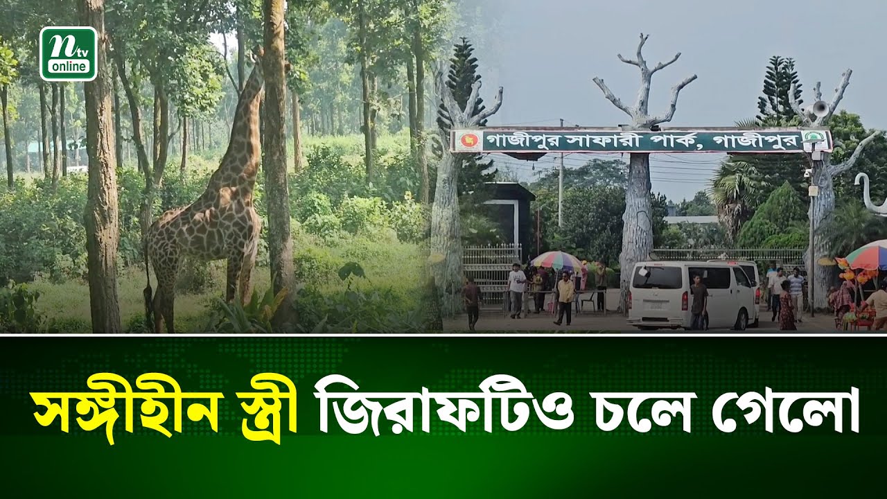 জিরাফ শূন্য হয়ে পড়ল গাজীপুরের সাফারি পার্ক | Gazipur | NTV News