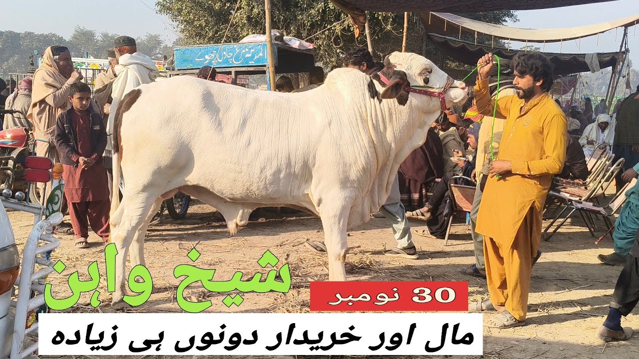 Sheikhwan Mandi Mall Or Kharidar Dono Boht | @MandiBoy8080 | Zeeshan khan 