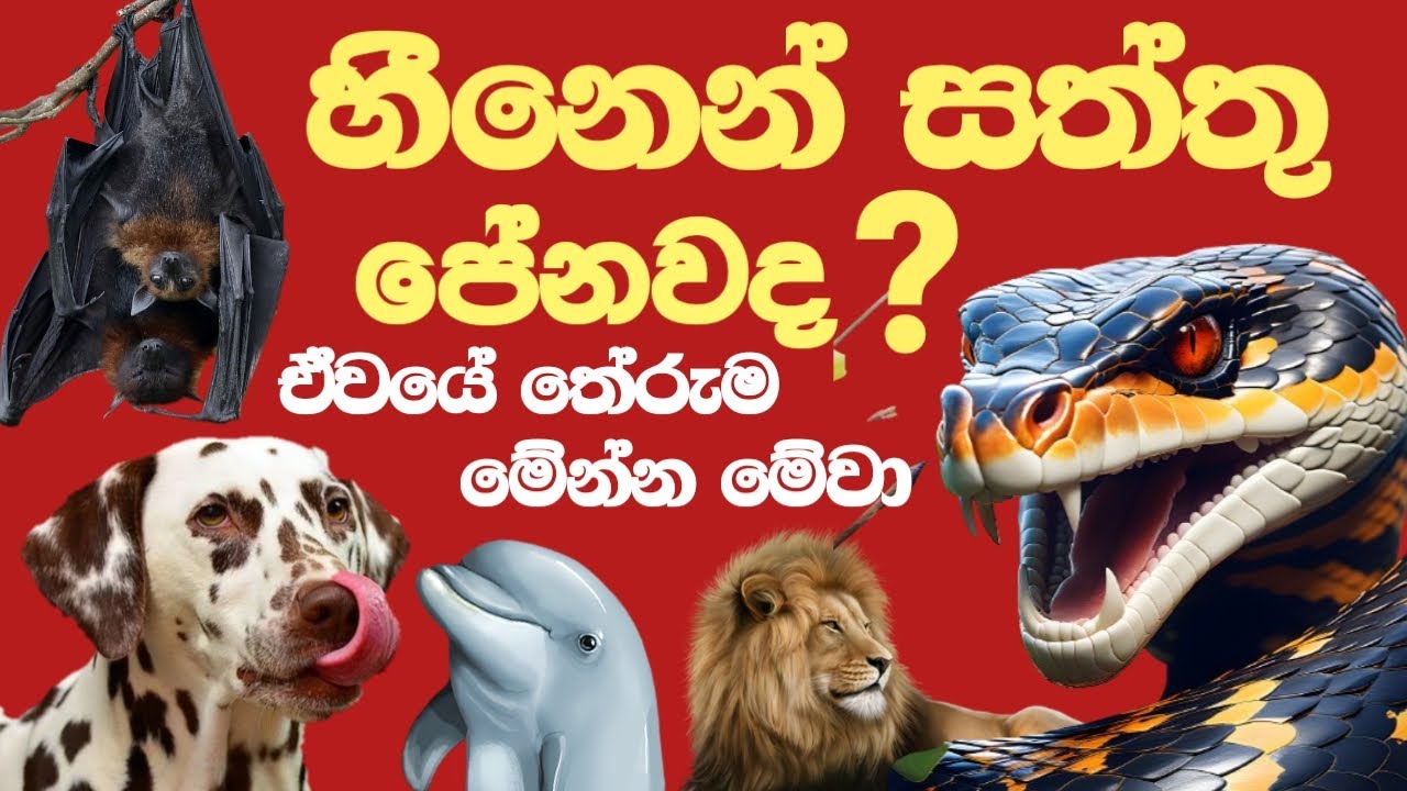 සිහිනෙන් සතුන් දැකීම සහ එම සිහින වල තේරුම් | 50 Animals Dreams Meaning