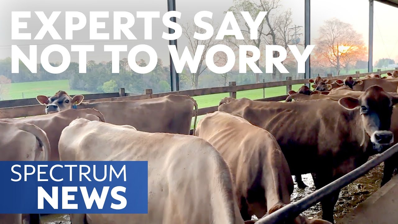 How Avian Flu is Affecting Dairy Cattle | Spectrum News