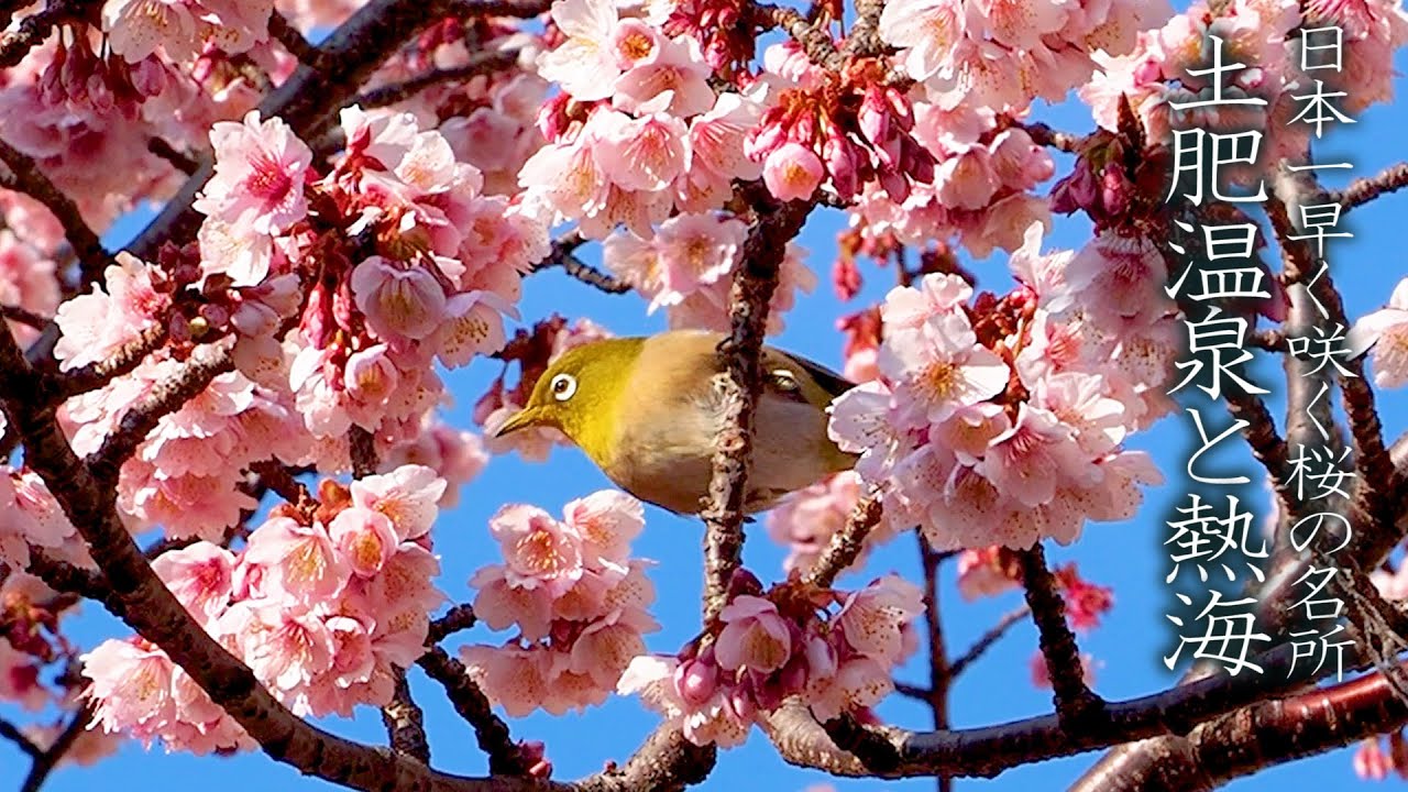 【Cherry blossoms】Early-bloom cherry blossoms in Toi Onsen and Atami. 日本一早く咲く桜の名所、土肥温泉と熱海 