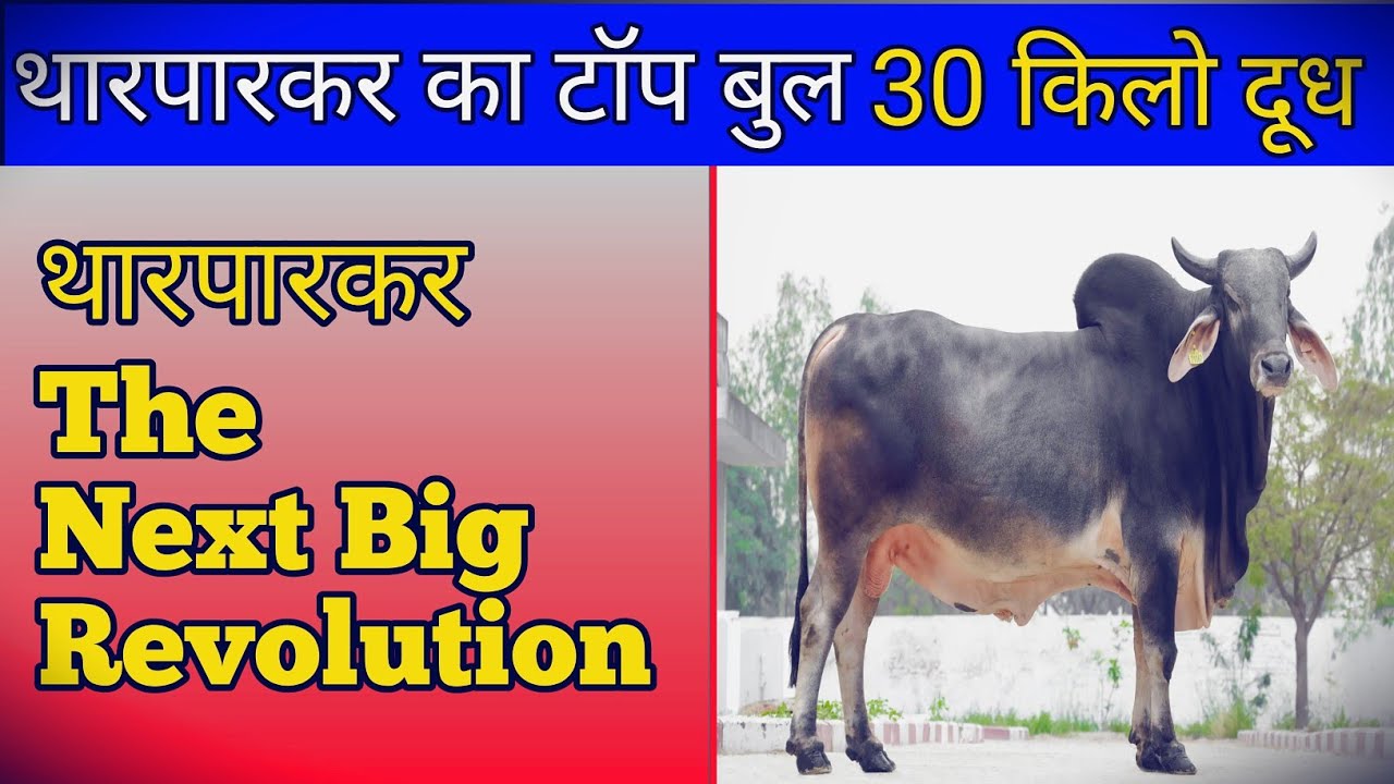 tharparkar top bull Nddb top tharparkar bull Sag top tharparkar bull hldb tharparkar bull  21162