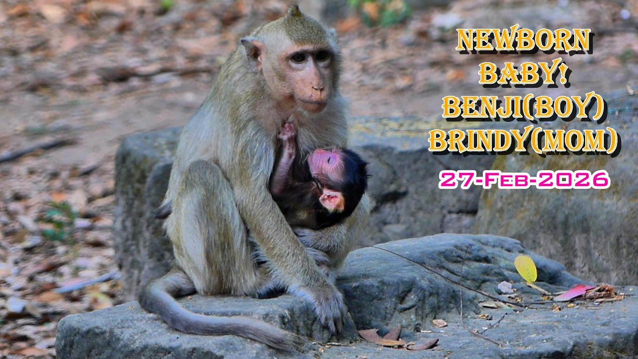Beautiful News 💕 Brindy Gives Birth to Baby Boy Benji (Feb 27) | AmberTroop