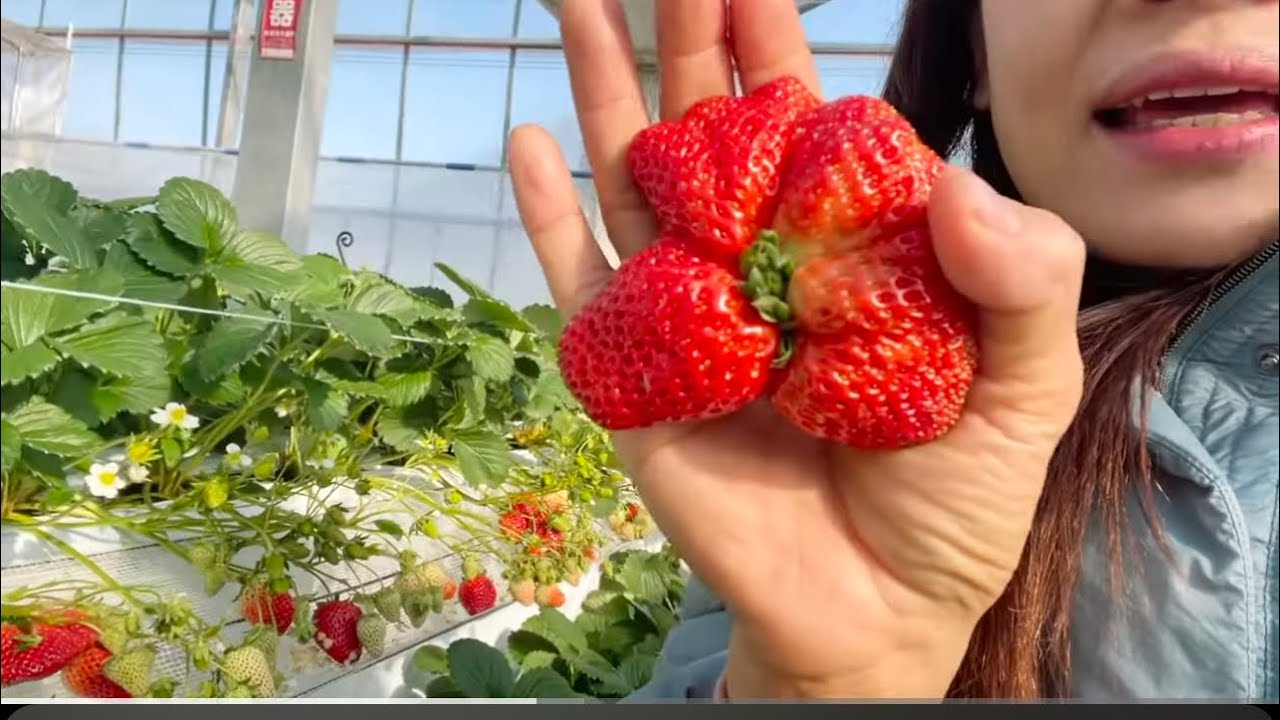 #ลูกใหญ่เท่าฝ่ามือ🍓#ใครชอบลูกเล็กๆๆผ่านนะจ้า#ep5#2025/2/1