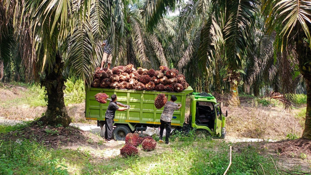 Bukan kaleng kaleng muat buah super sampai 12 ton di mobil Hino euro !!
