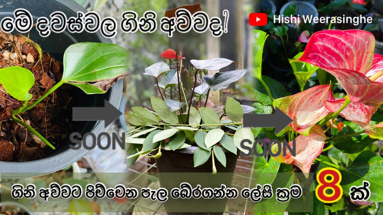 හරිම සරලයි. මේවා කවුරුත් නොකියන මම ඔයලට කියන රහස්. #anthurium #hishi #srilanka #anthuriumcare