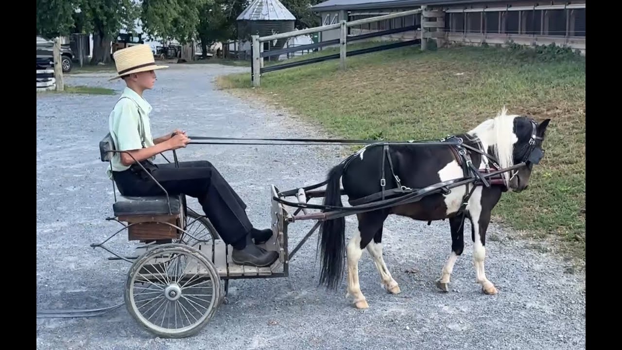 2 Year Old Black & White Gelding SOLD