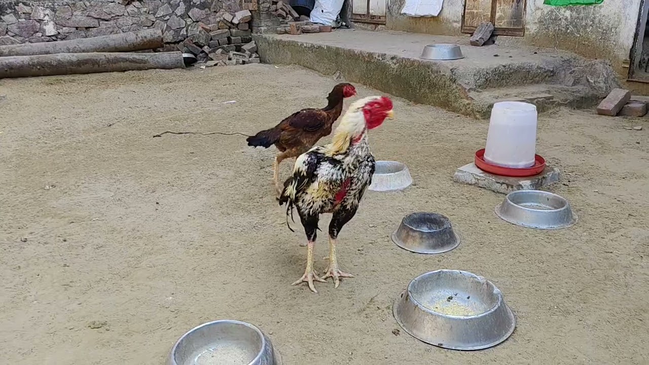 Aseel java murga 