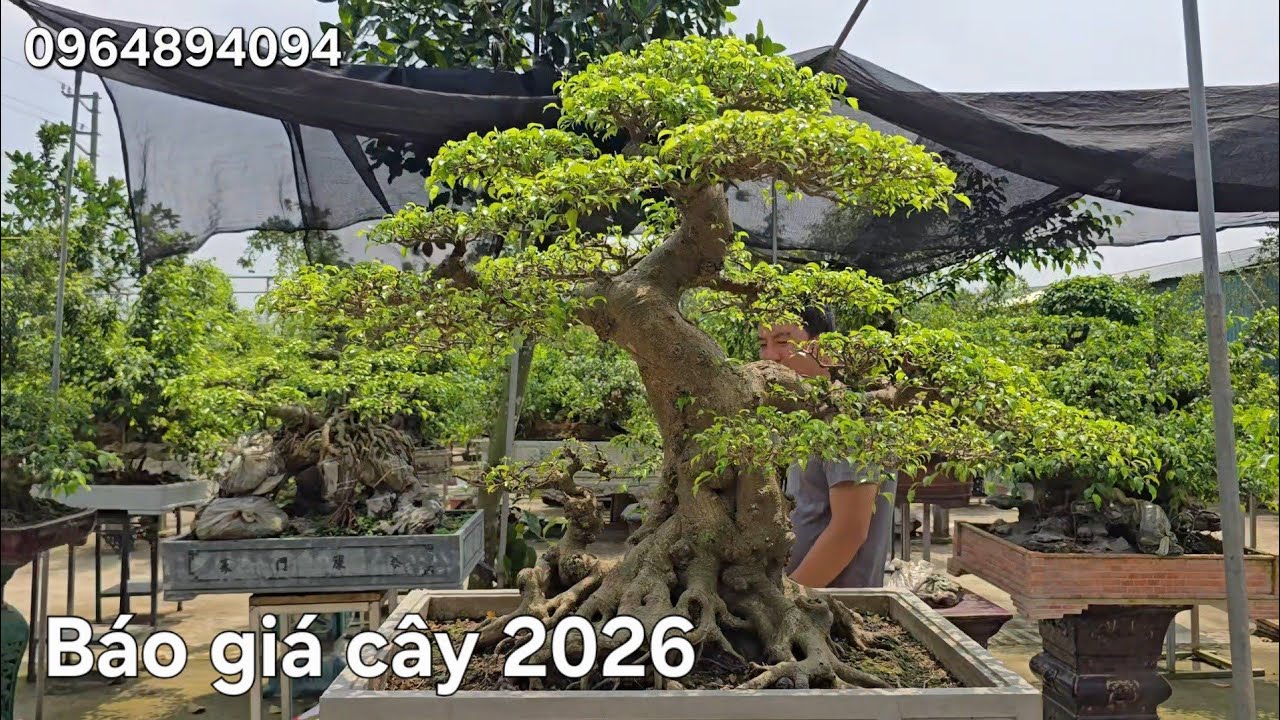 B&aacute;o gi&aacute; tham khảo thị trường c&acirc;y cảnh 2026