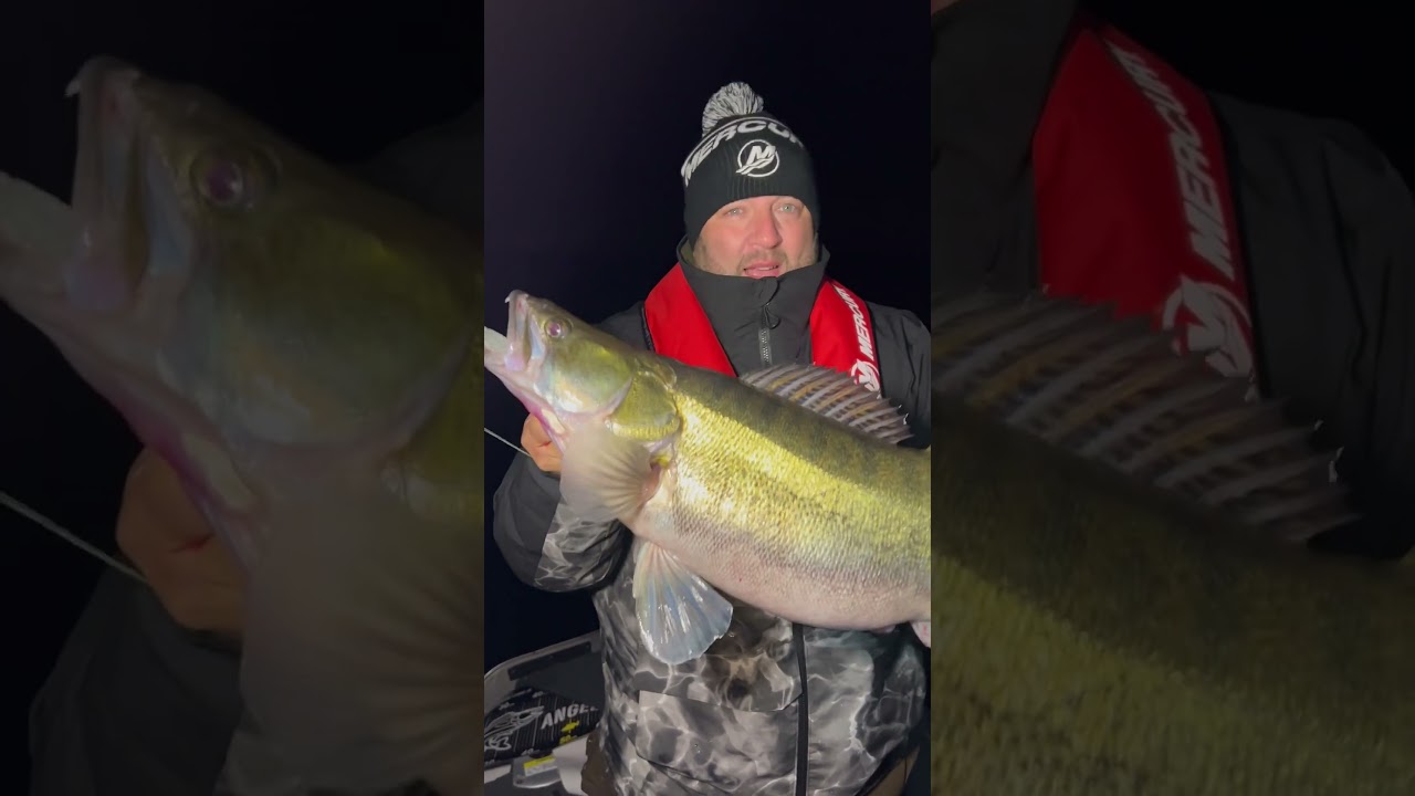 Pelagisch fischen auf Zander.