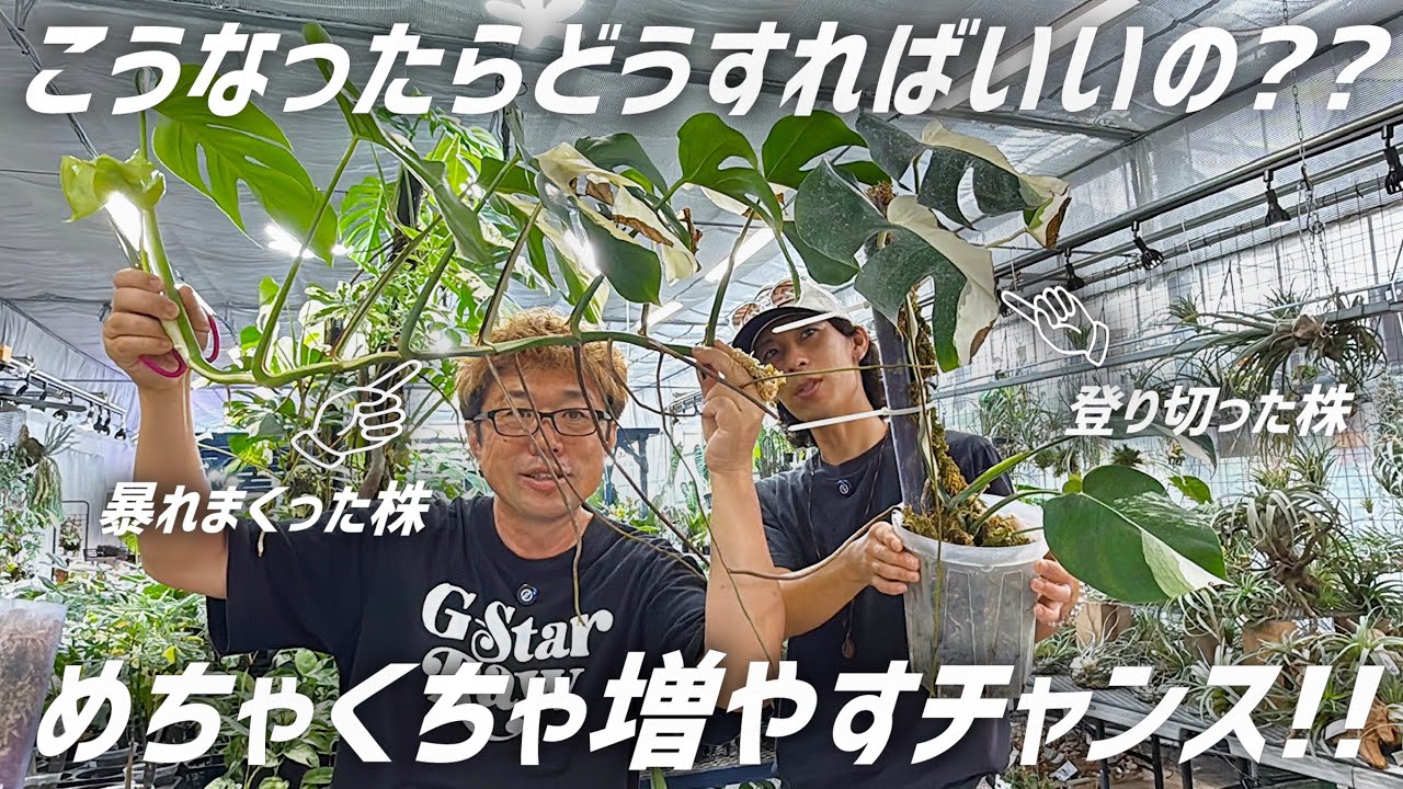 【モンステラ】失敗しない無限増殖方法を伝授します!!