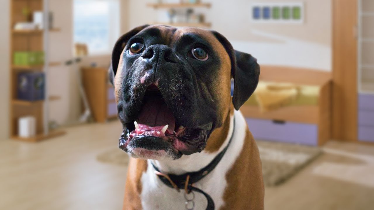 Recopilaci&oacute;n de divertidos perros boxer parlantes