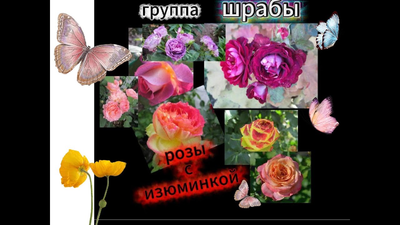 Розы -шрабы  -  с  изюминкой !