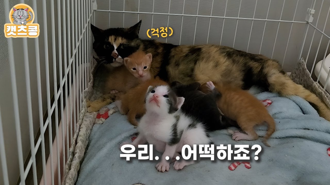묘생 5년, 태어난 새끼들과 안락사 위기에 처한 어미고양이 가족을 데리고 왔다.