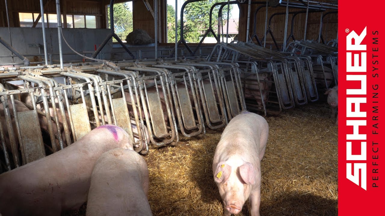 Moderner Neubau Schweinestall Deckzentrum!