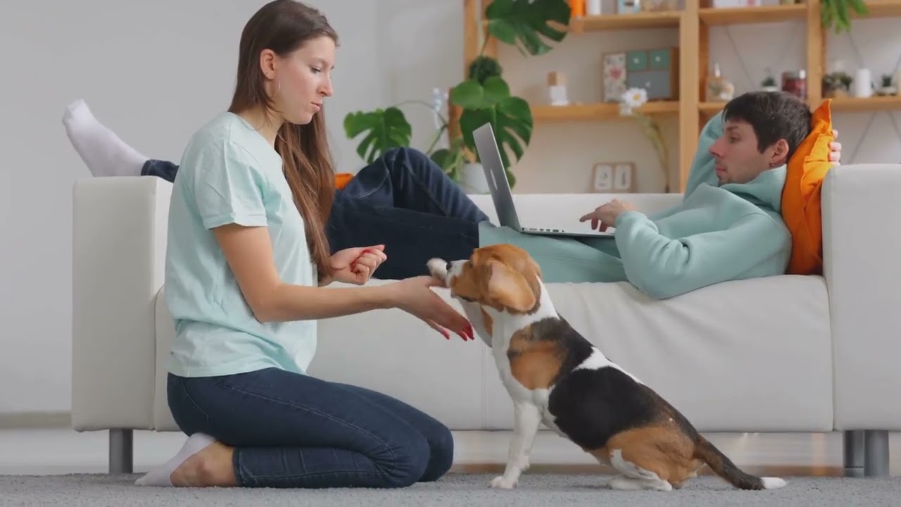 Puppy Training 101  The 7 Commands Every Puppy Should Learn
